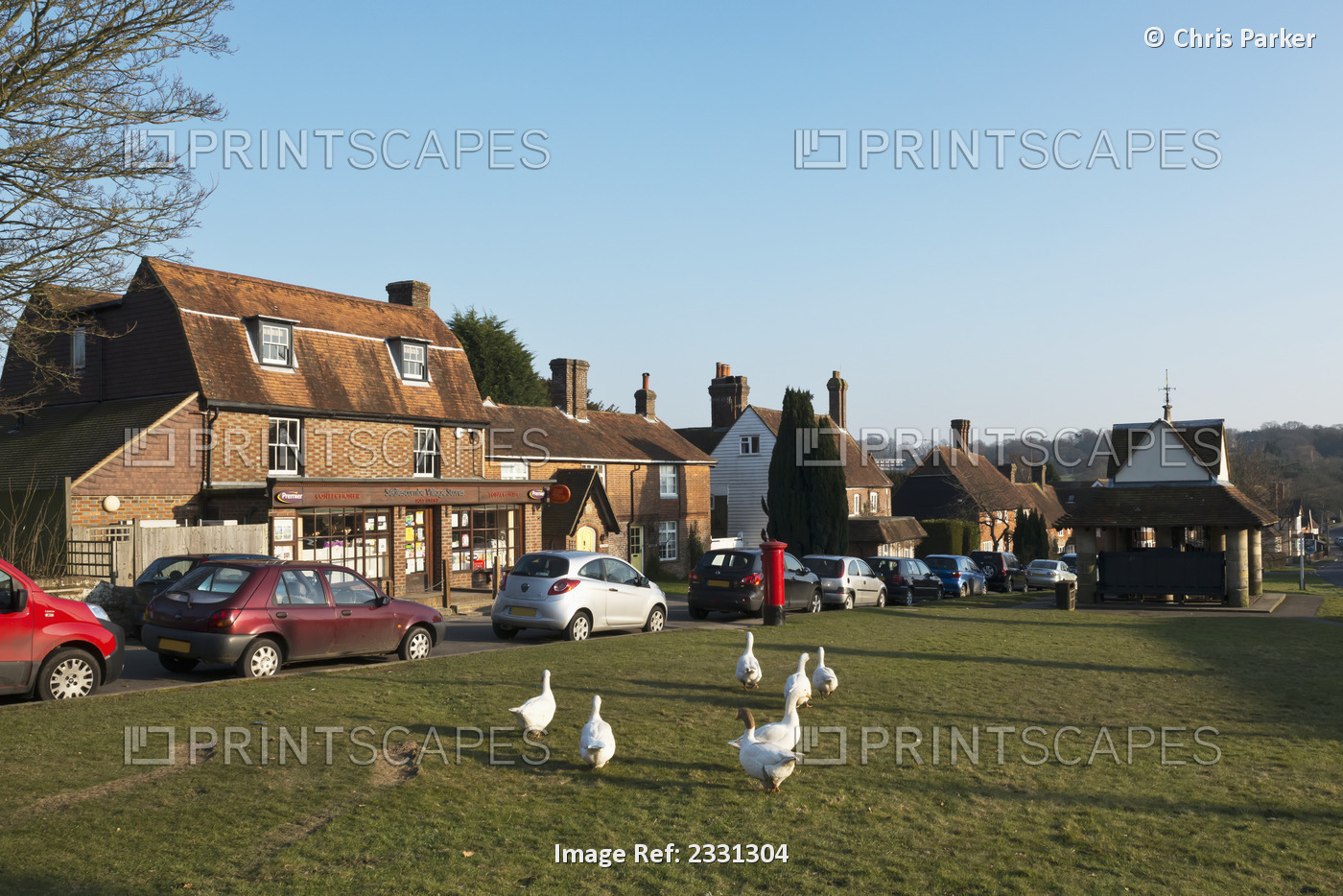 England, Geese wandering around Sedlescombe Village Green; East Sussex