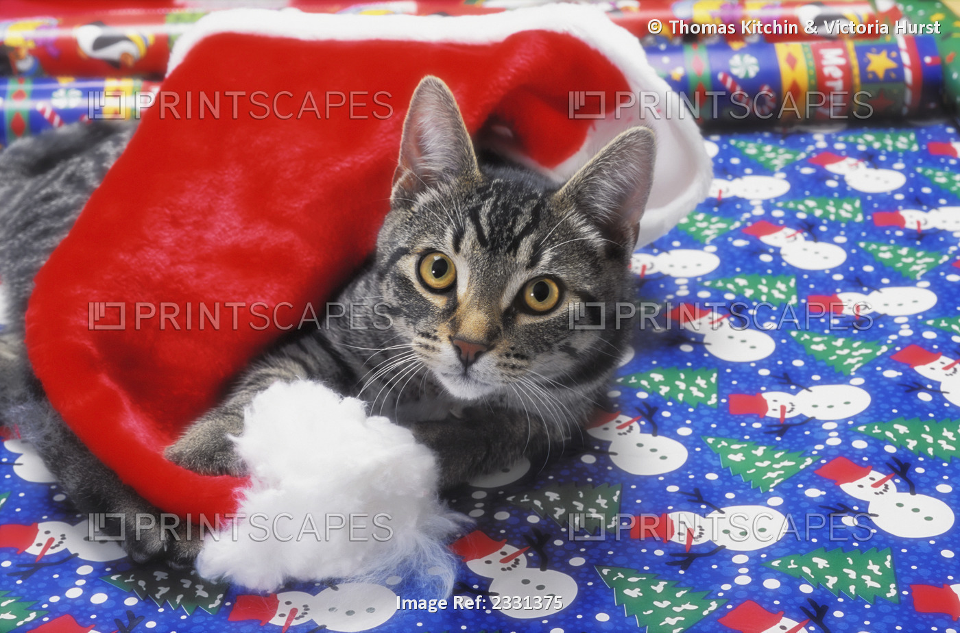 Grey tabby cat with santa claus hat lying on christmas gift wrap;Vancouver ...