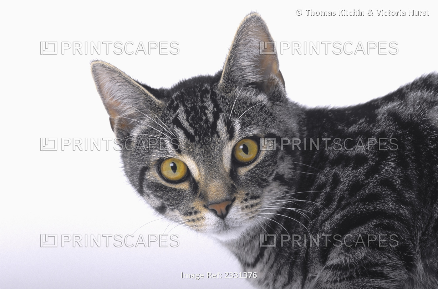 Portrait of a grey tabby cat;Vancouver british columbia canada