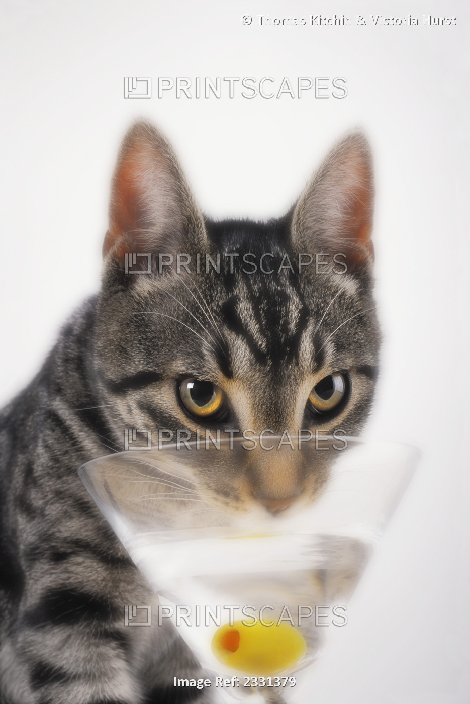 Grey tabby cat drinking martini;Vancouver british columbia canada
