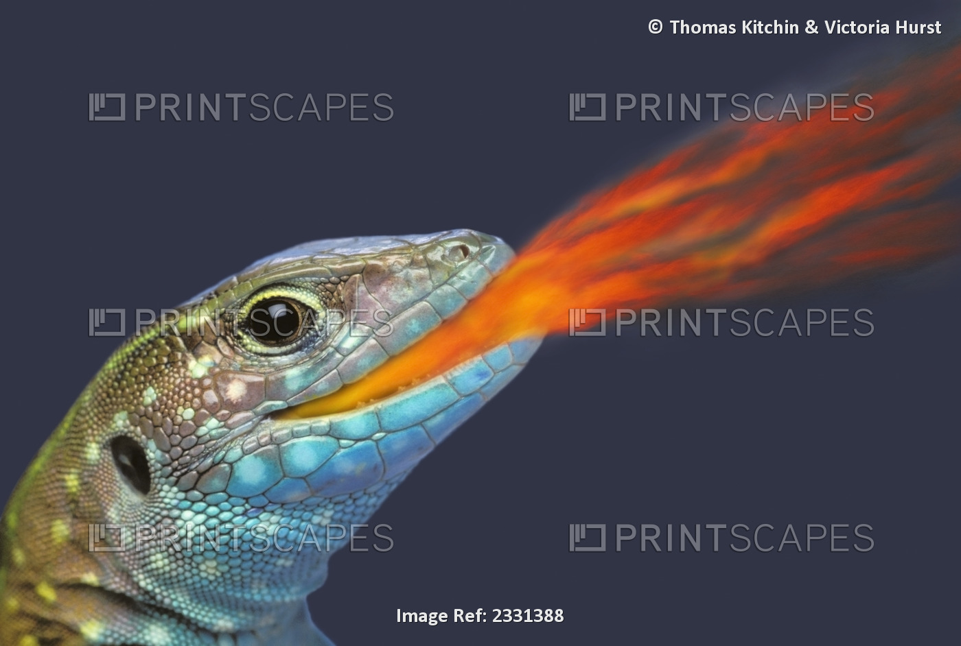 Fire-breathing rainbow lizard;British columbia canada