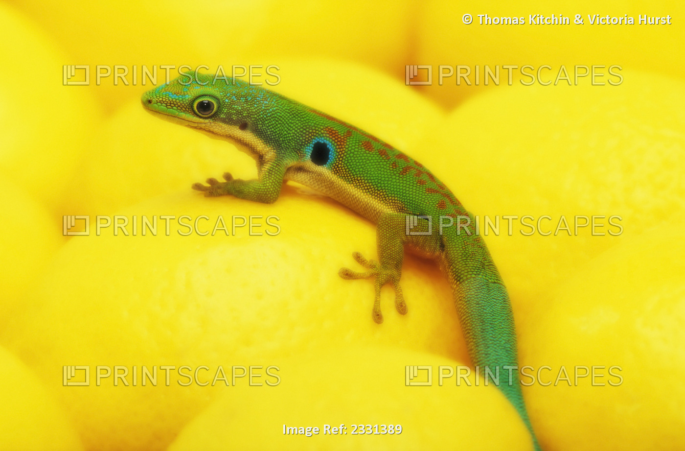 Day gecko on ear of yellow corn;British columbia canada