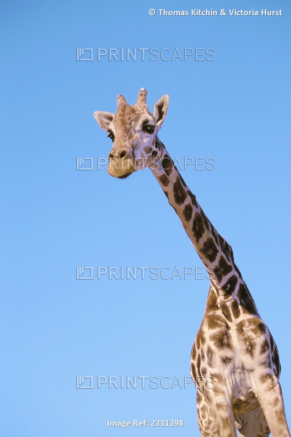 A giraffe against a blue sky;Africa
