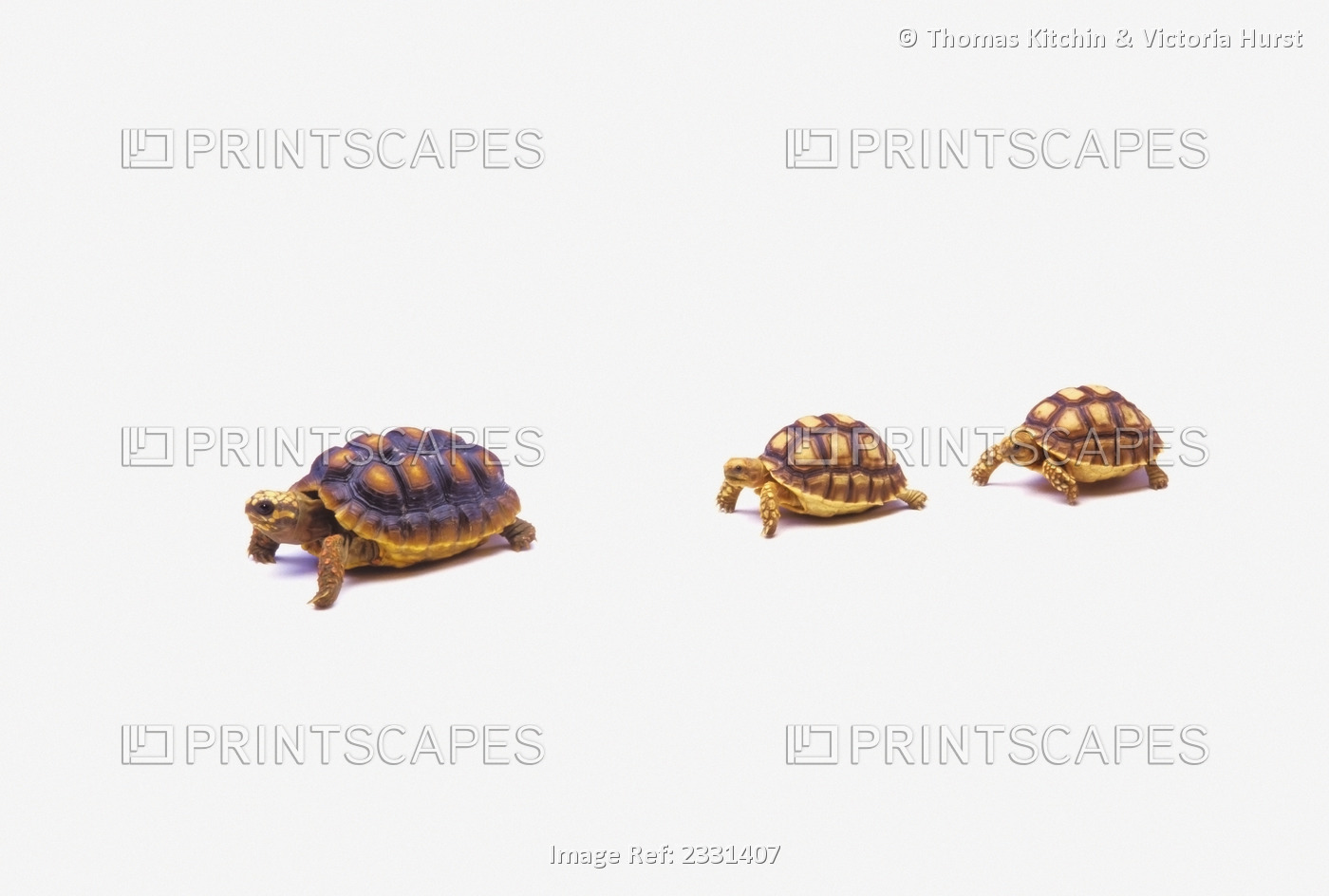 Two Young Red-Legged Turtles Following Mother Turtle;Vancouver British Columbia ...