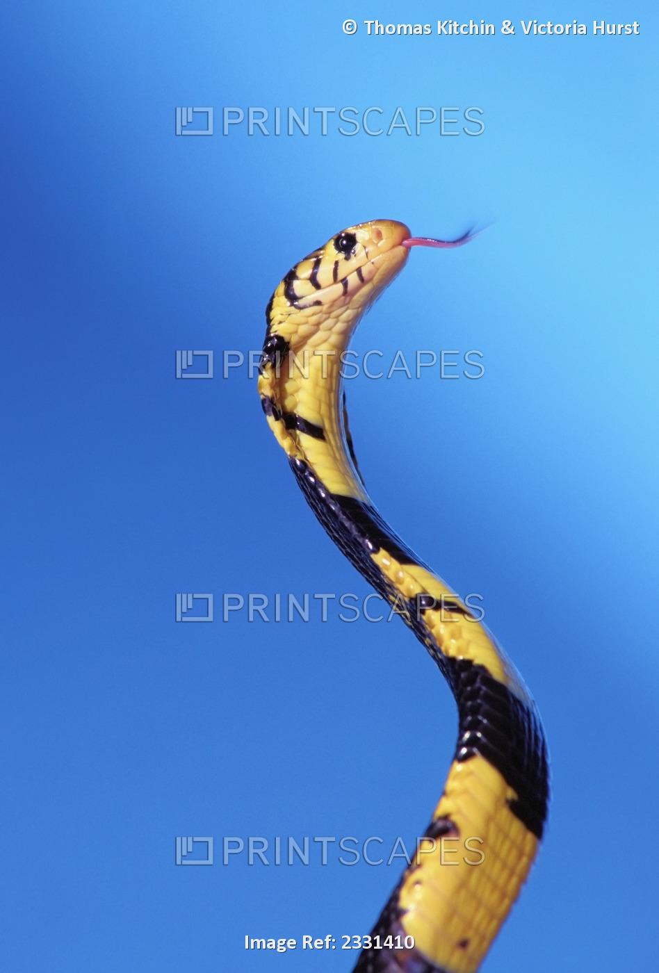 Forest cobra (naja melanoleuca) against a blue background;British columbia ...