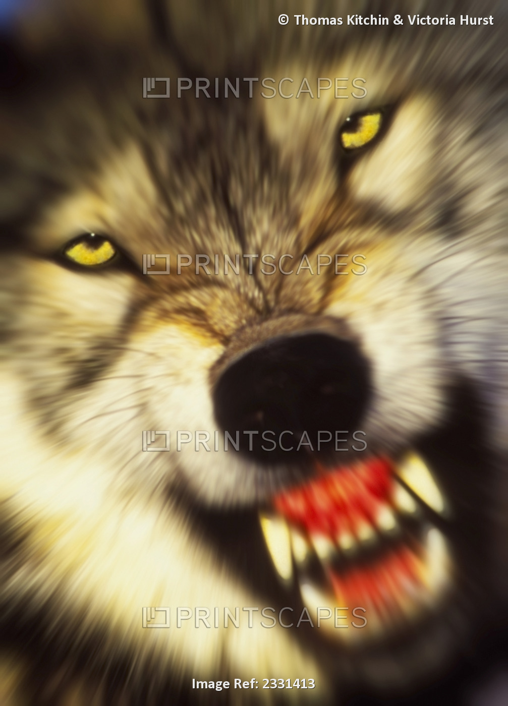 Growling wolf (canis lupus) in the rocky mountains;United states of america