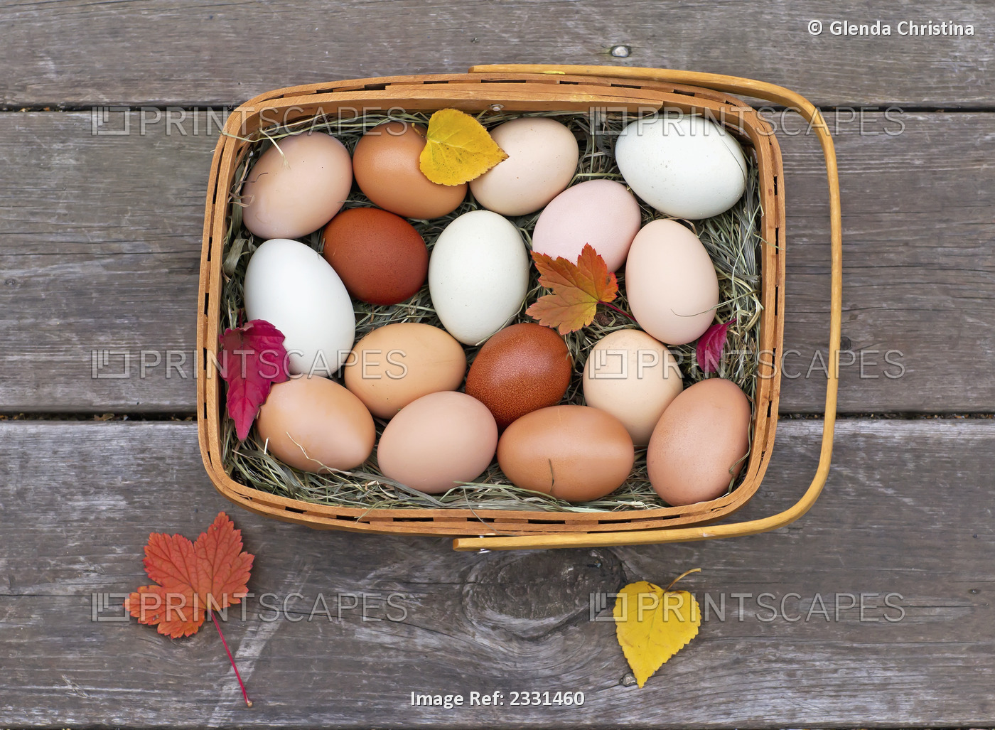 Fresh eggs in a basket on an old porch in autumn;Palmer alaska united states of ...