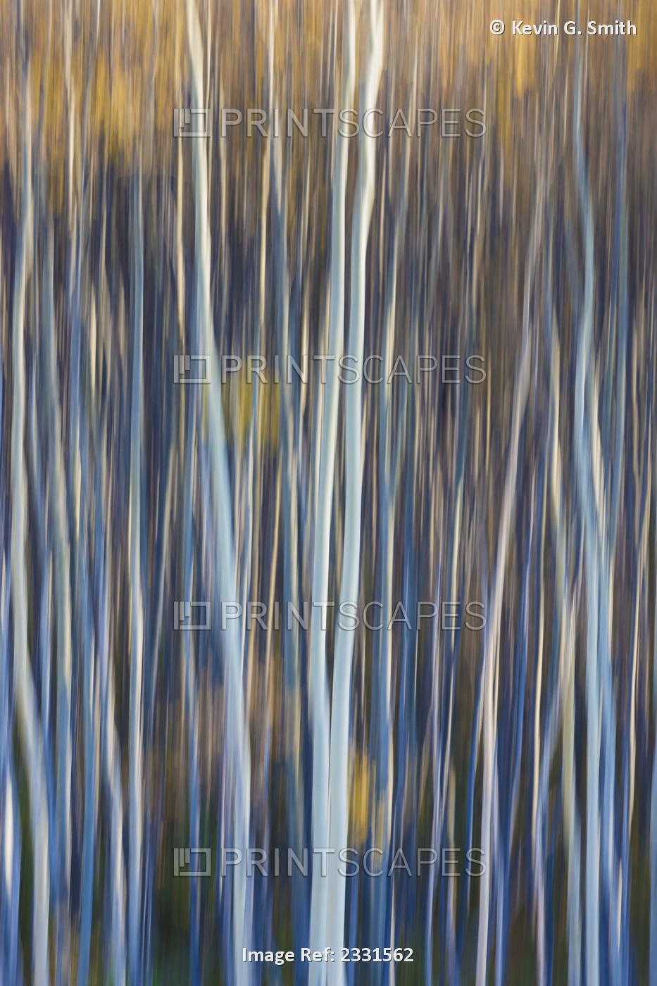 Abstract aspen tree trunk detail along the parks highway just south of ...