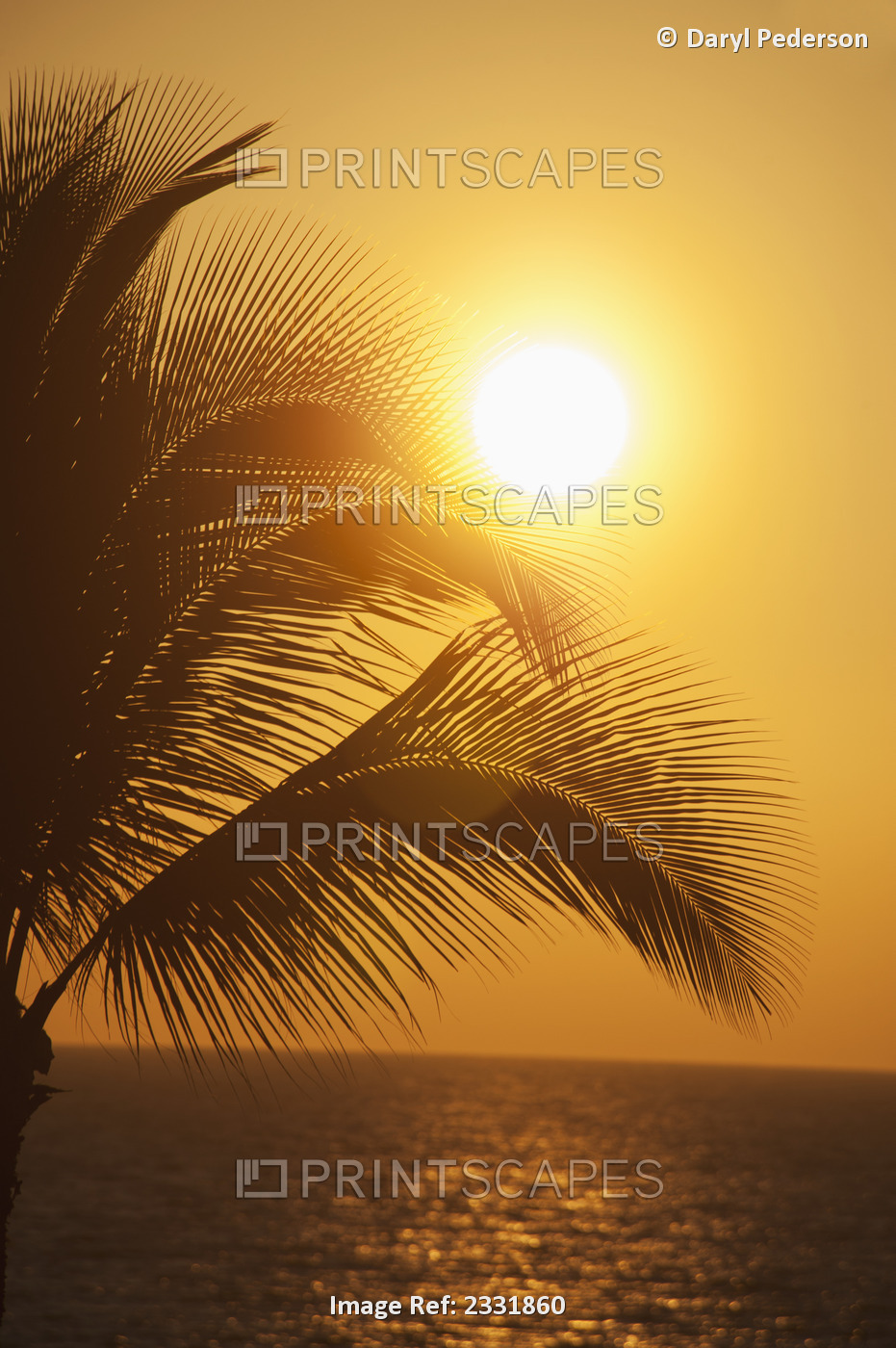 Sunset with a palm tree; Maui hawaii united states of america