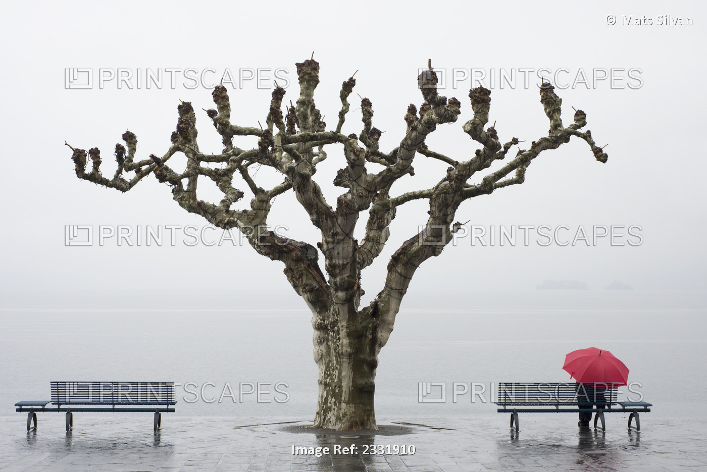 A tree and a person with a red umbrella at the water's edge;Ascona ticino ...