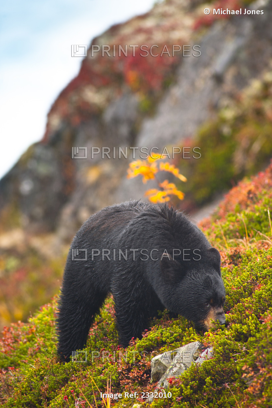A Black Bear Is Feeding On Berries On A Hill Side Near The Harding Icefield ...