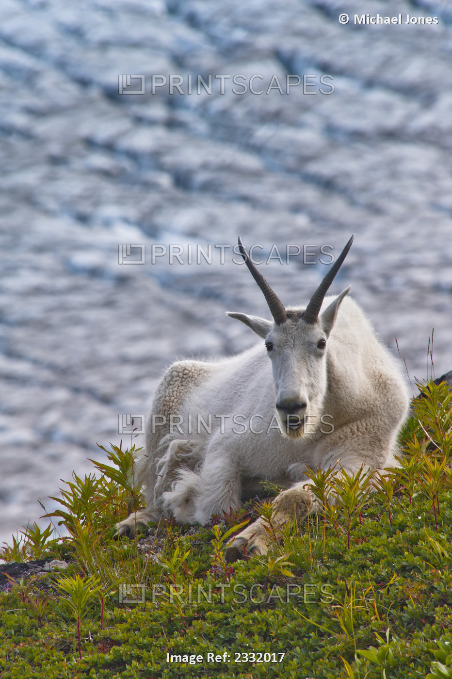 Close Up Of A Female Mountain Goat Lying On A Hillside With Exit Glacier In The ...