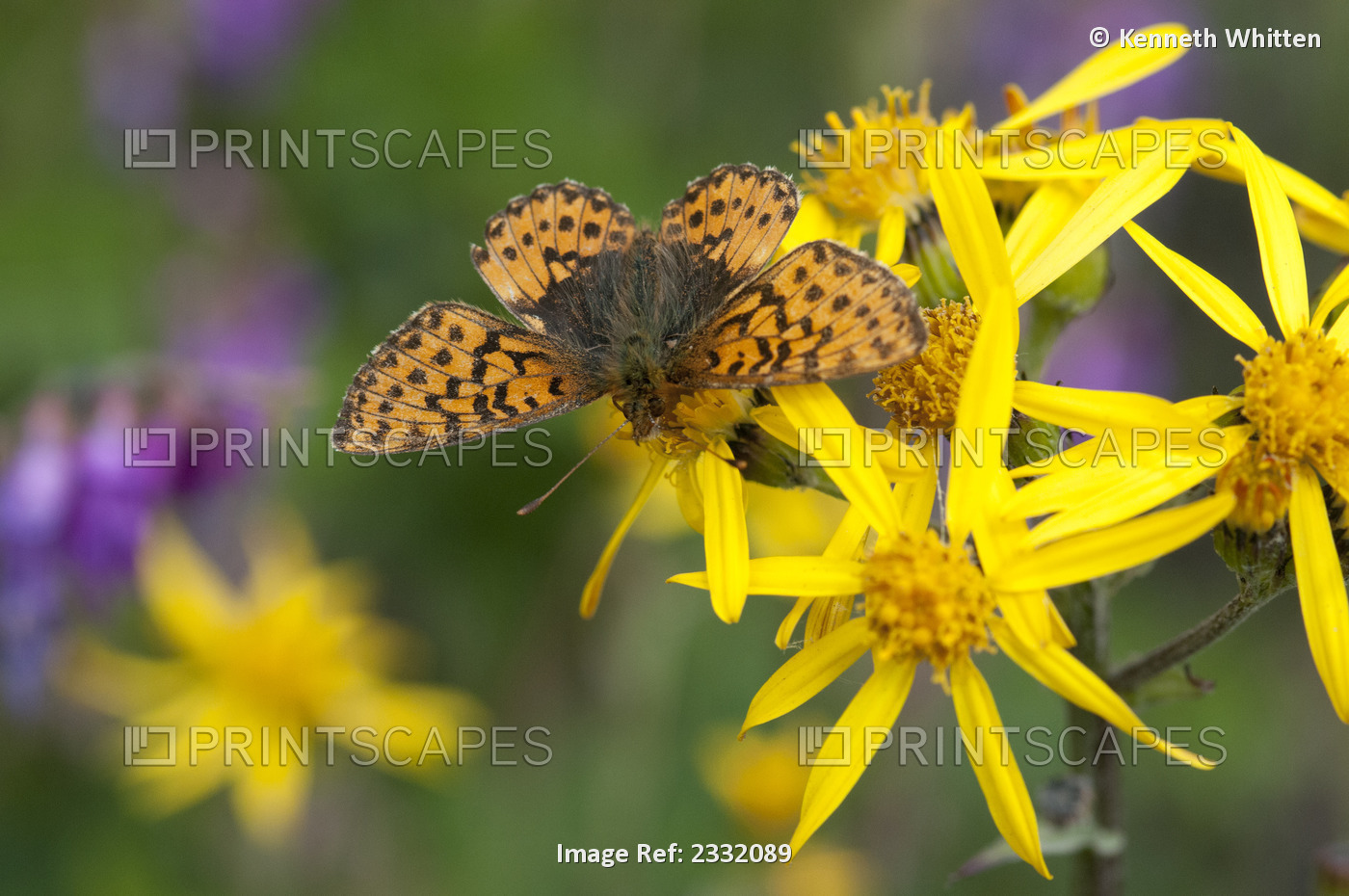 Arctic Fritillary Butterfly With Wings Open On A Black-Tipped Groundsel Flower, ...