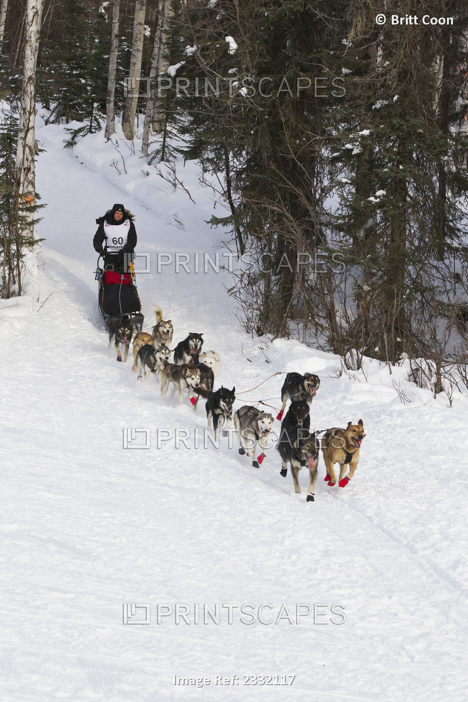 Musher Cindy Abbott On Long Lake At The Re-Start Of The 2013 Iditarod Sled Dog ...
