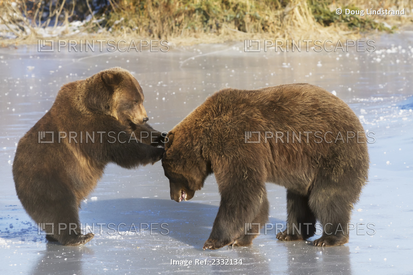 Captive Pair Of Brown Bears Play Together On Frozen Lake At The Alaska Wildlife ...