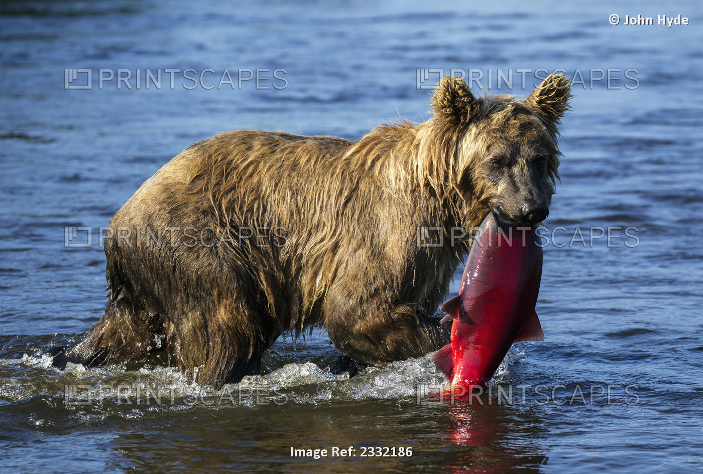 A Young Brown Catches A Sockeye Salmon In A Small Stream In Katmai National ...