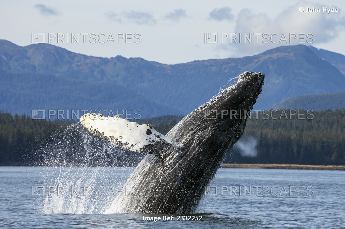 A Humpback Whale Breaches As It Leaps From The Calm Waters Of Stephens Passage ...