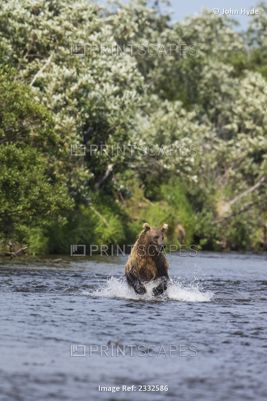 A brown bear chases sockeye salmon in a small stream in Katmai National Park, ...