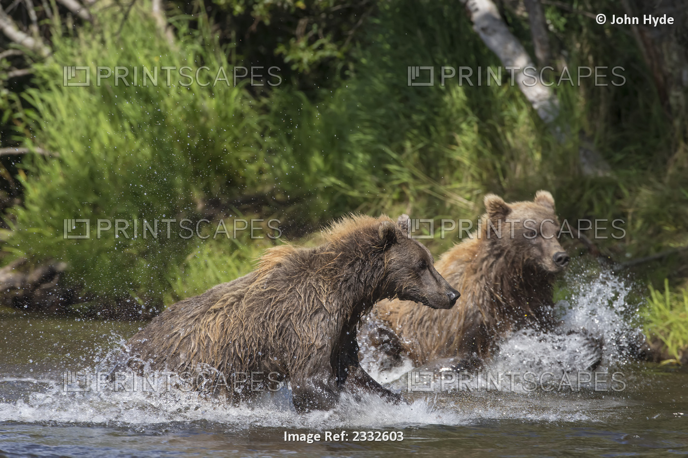 Two brown bears chase salmon in Katmai National Park, Alaska.