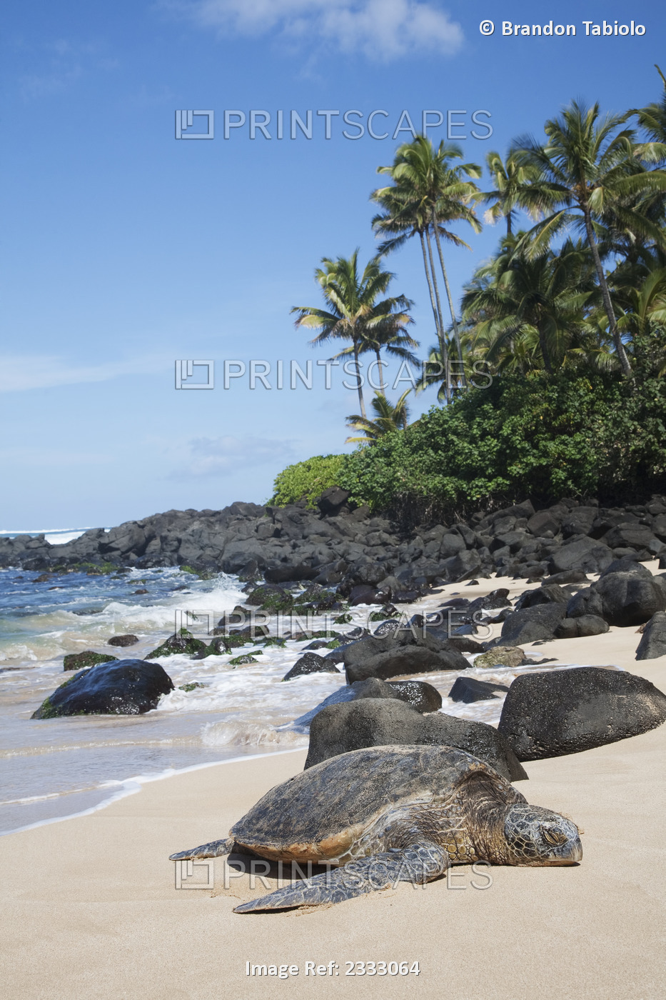 A turtle on laniakea beach (turtle beach) on the north shore; Oahu hawaii ...