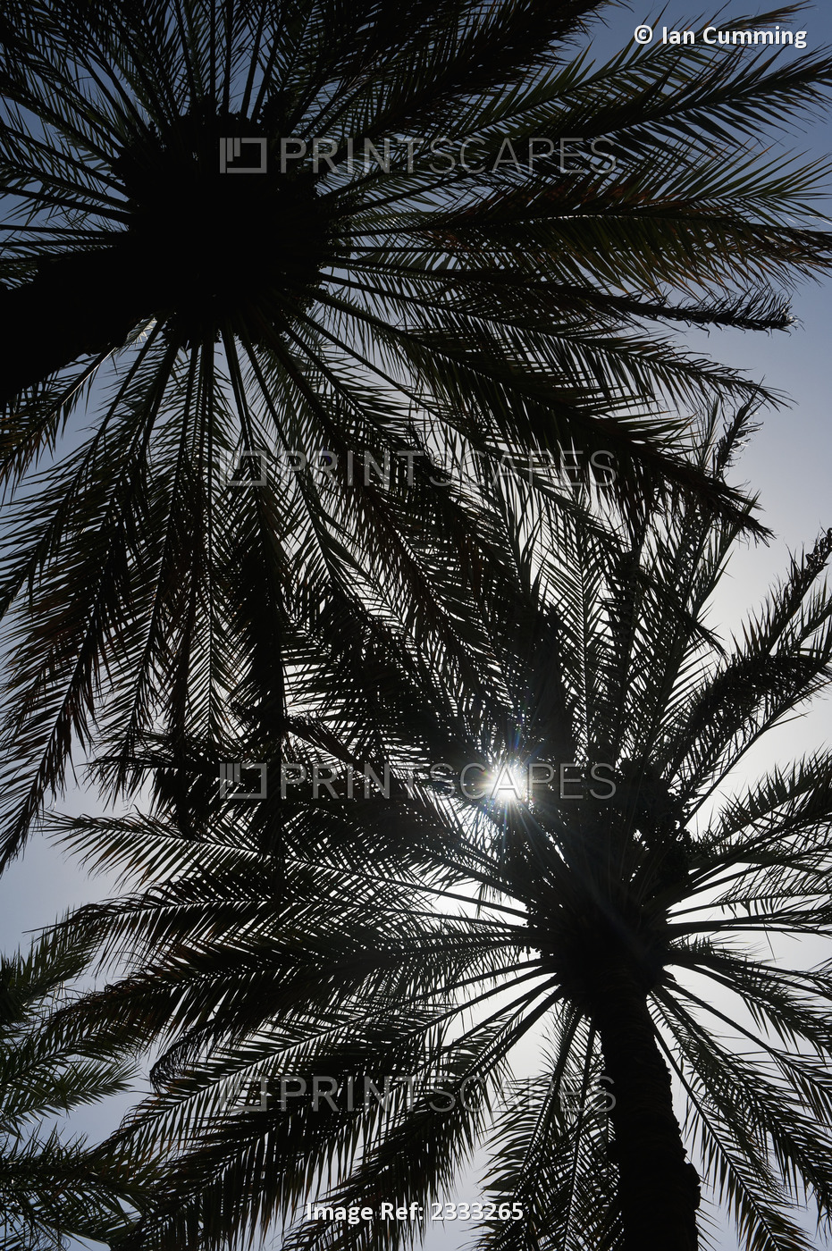Silhouette Of Date Palm Trees In Oasis; Al Ain, Abu Dhabi, United Arab Emirates