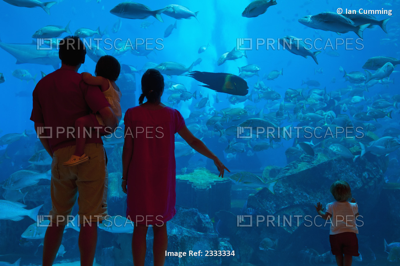 Family Watching Fish In Aquarium, Atlantis The Palm Hotel; Dubai, United Arab ...