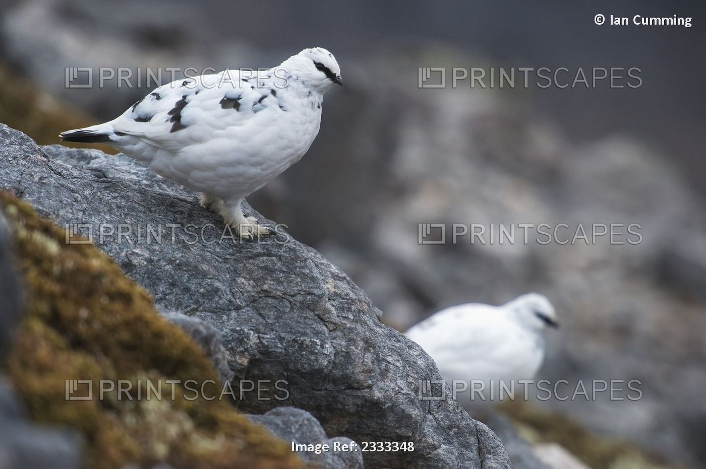 Pair of ptarmigans in white winter plumage on ben damph; Torridon highlands ...