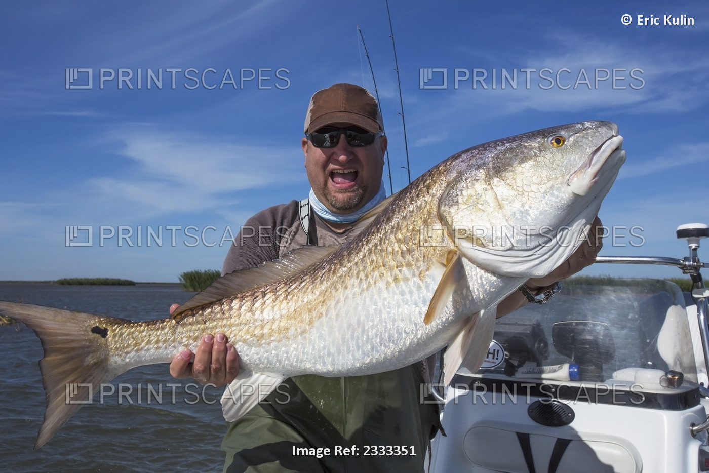 Man holding a redfish (sciaenops ocellatus); Venice louisiana united states of ...