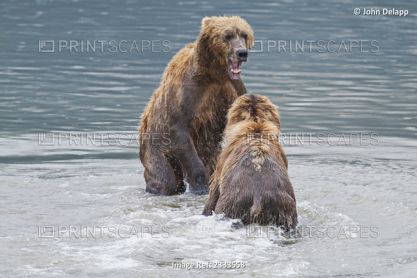 Two coastal brown bears face-off in an aggressive stance in horn river at ...