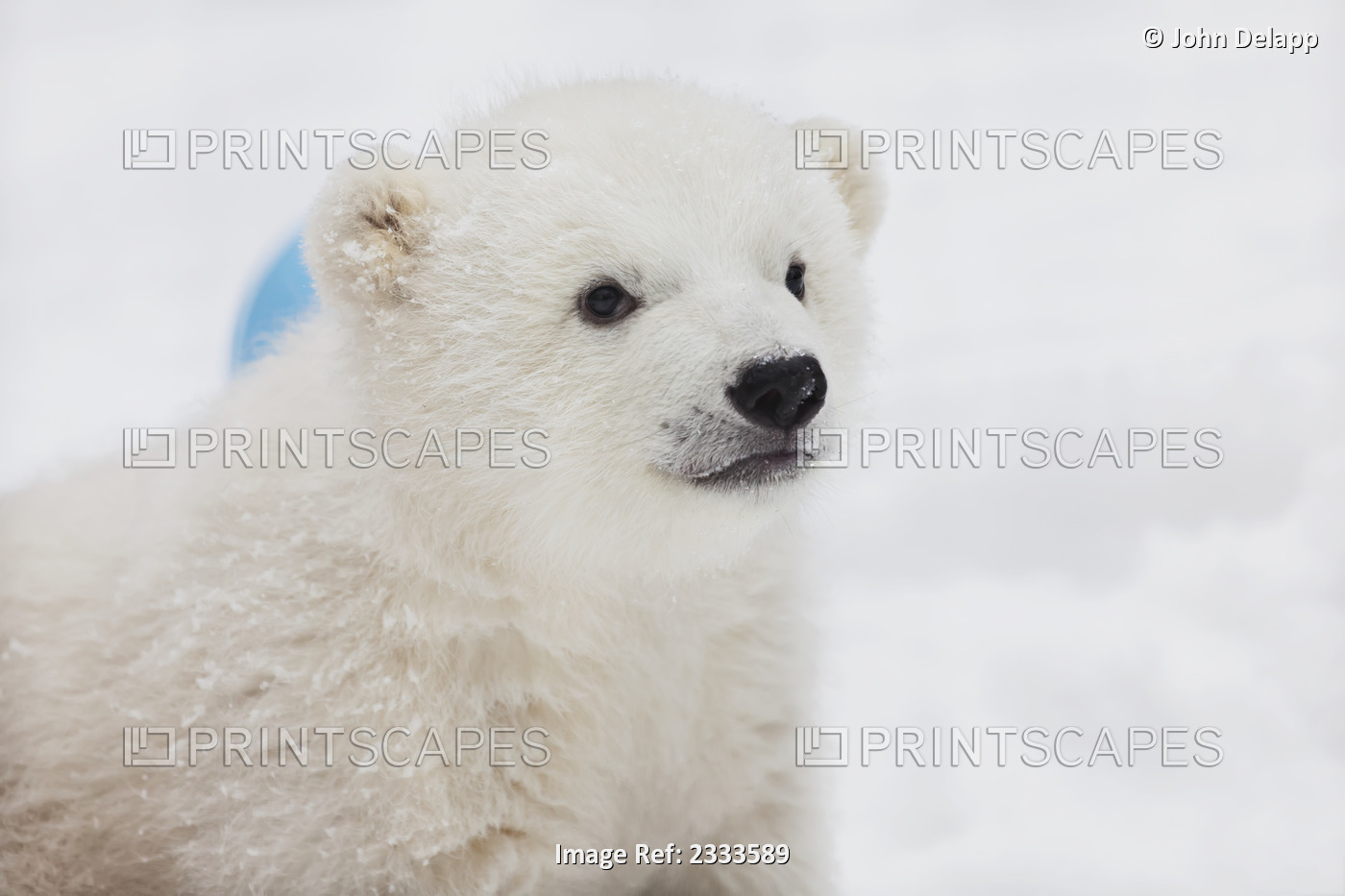 Captive, Portrait Of "Kali", A 2-3 Month Old Orphaned Male Polar Bear Cub In A ...