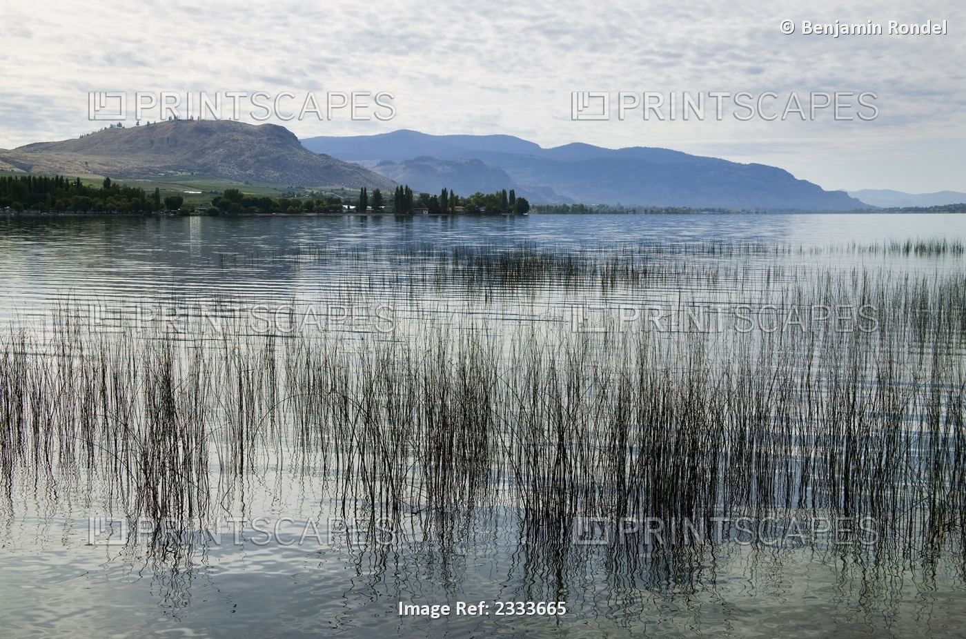 A tranquil lake with grass growing close to shore and mountains in the ...