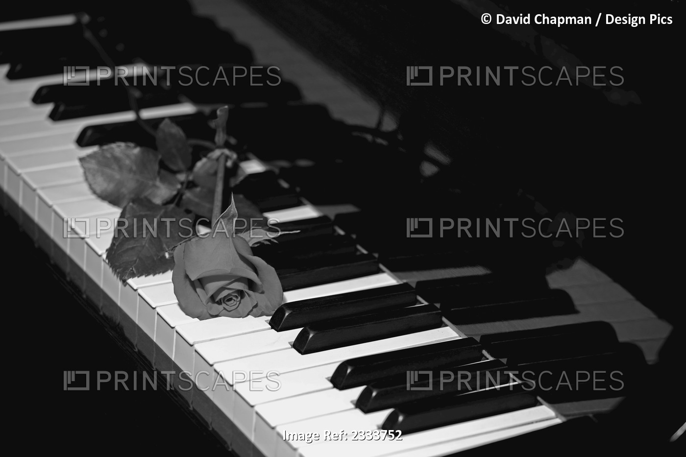 A rose on a piano keyboard; Waterloo, Quebec, Canada