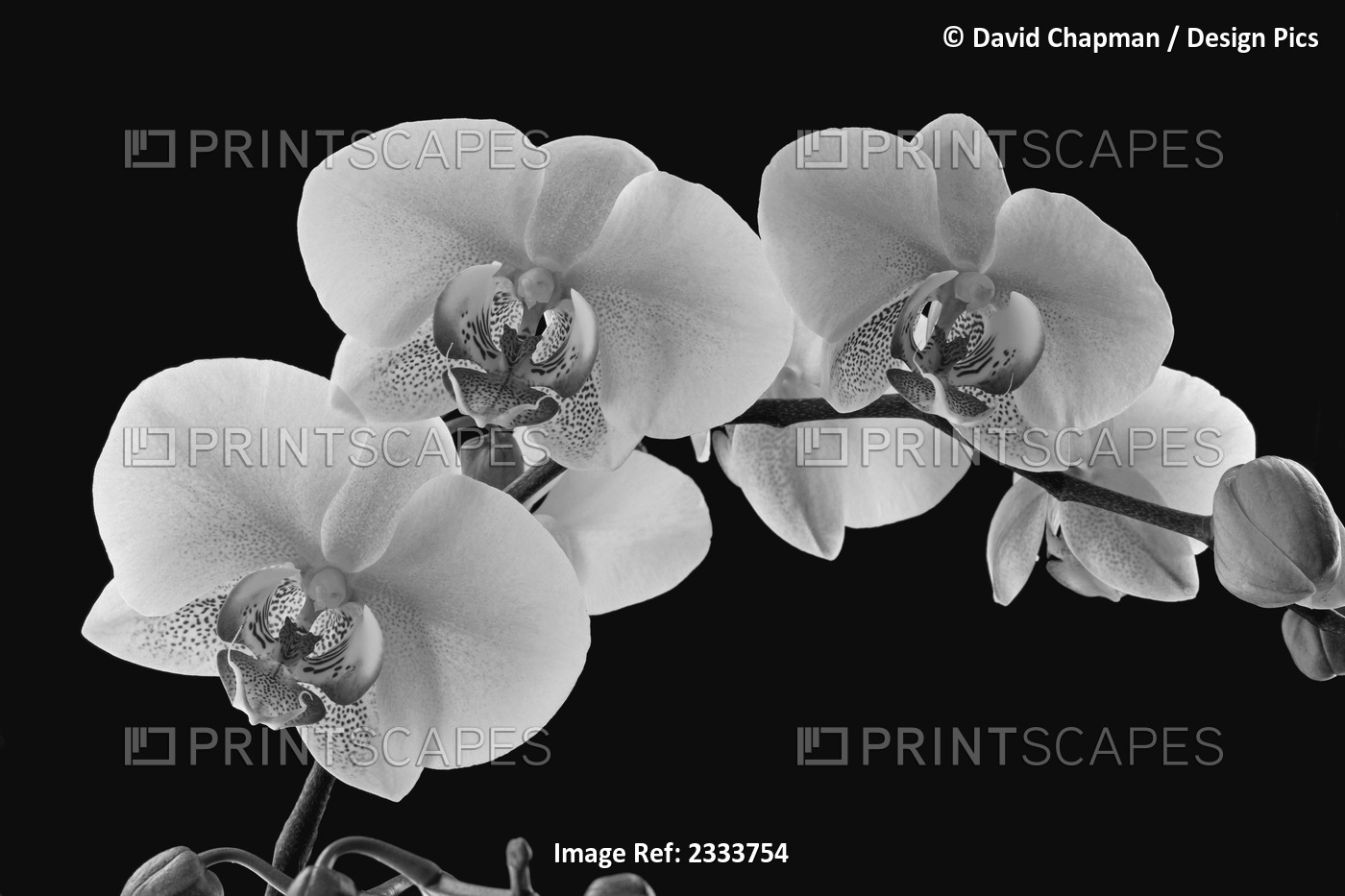 Orchids on a black background; WAterloo, Quebec, Canada