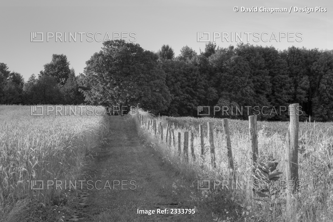 Wheat field and lane through a meadow; Farnham, Quebec, Canada