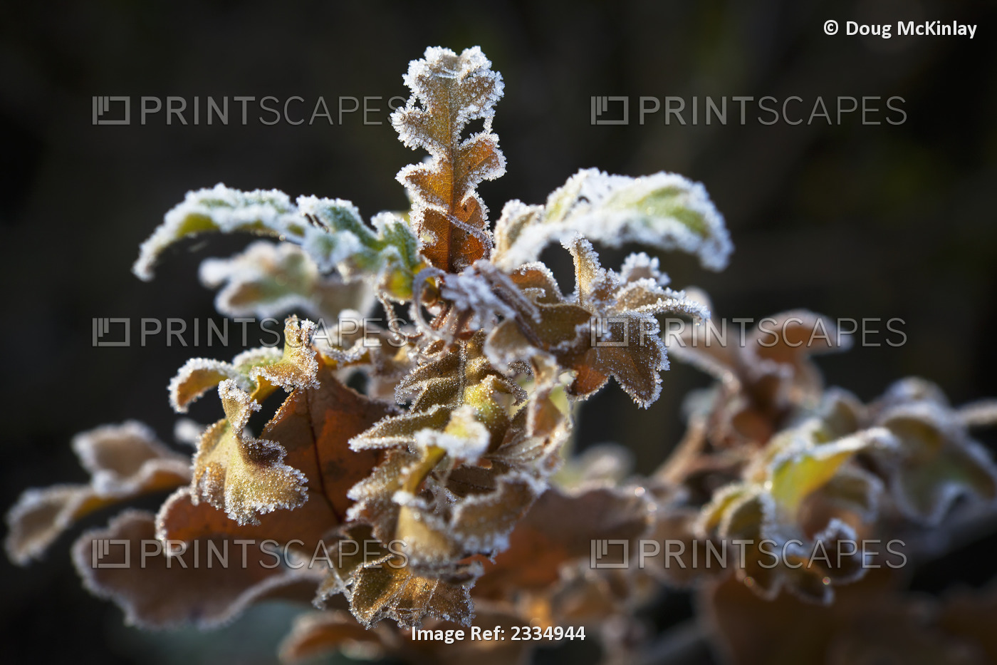 Frosty leaves on a tree branch; London England