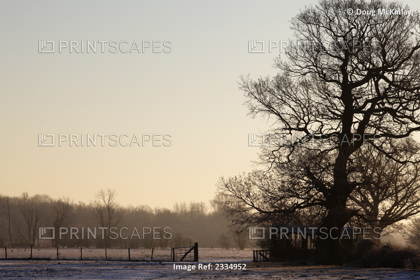 Winter morning on a farm; Kent England