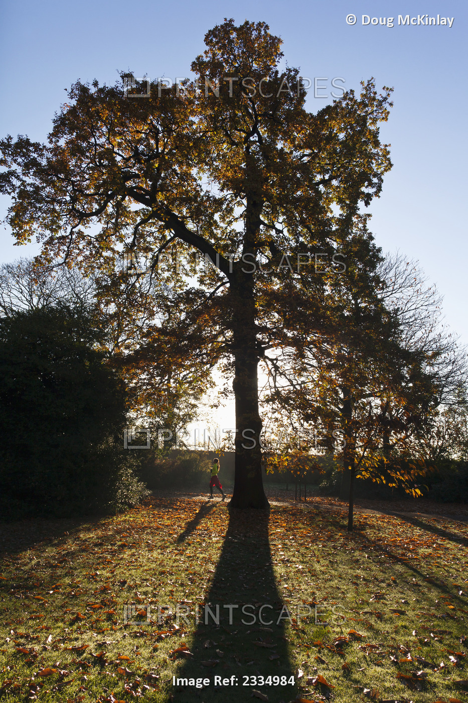 Autumn Colors In Greenwich Park With Back-Lit Tree; Greenwich, London, England, ...