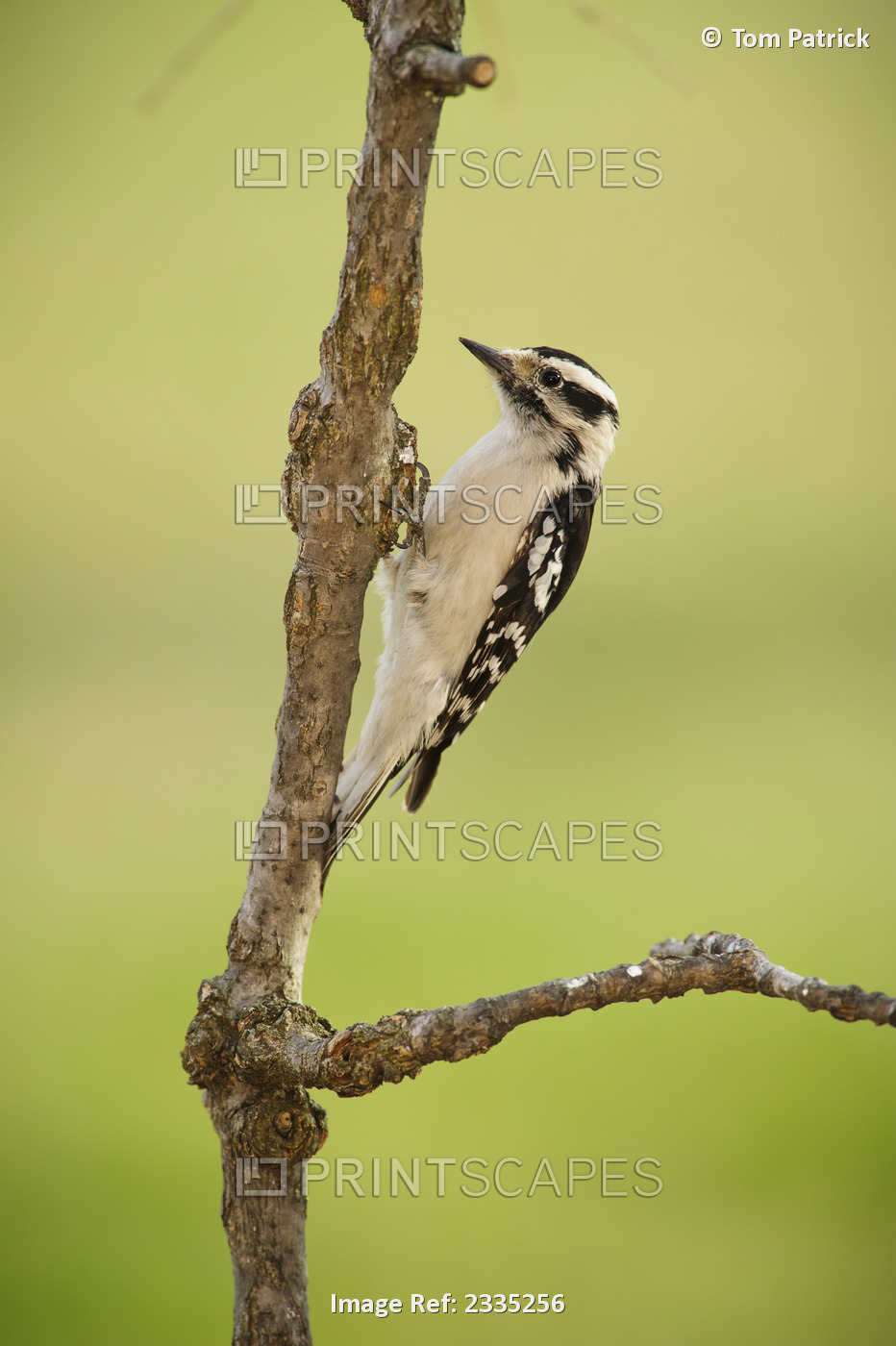 Female downy woodpecker on a tree branch;Ohio United States of America
