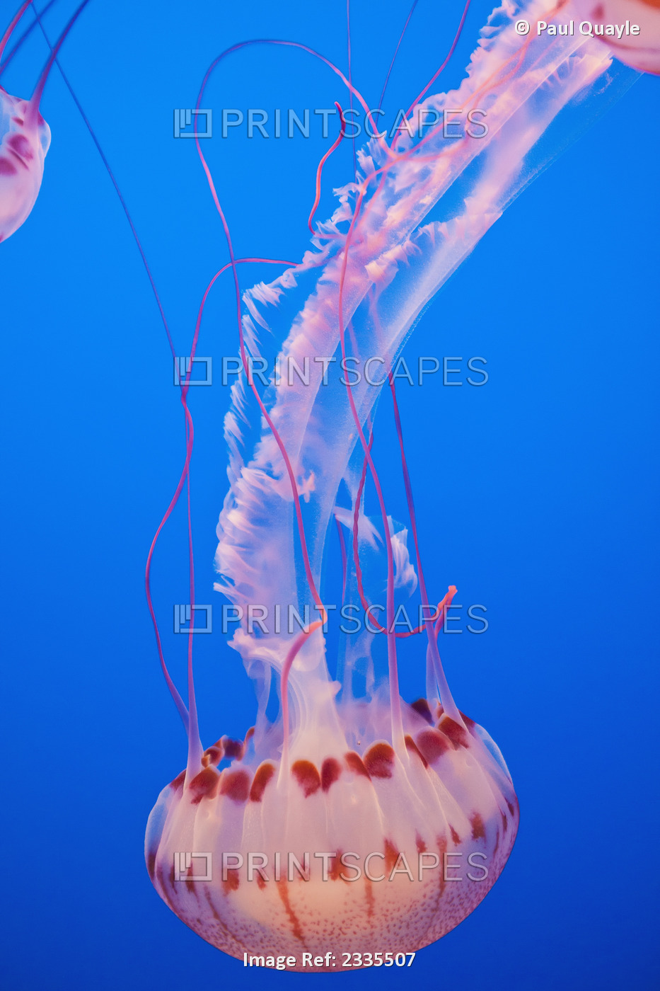 Jellyfish In Aquarium; California, Usa
