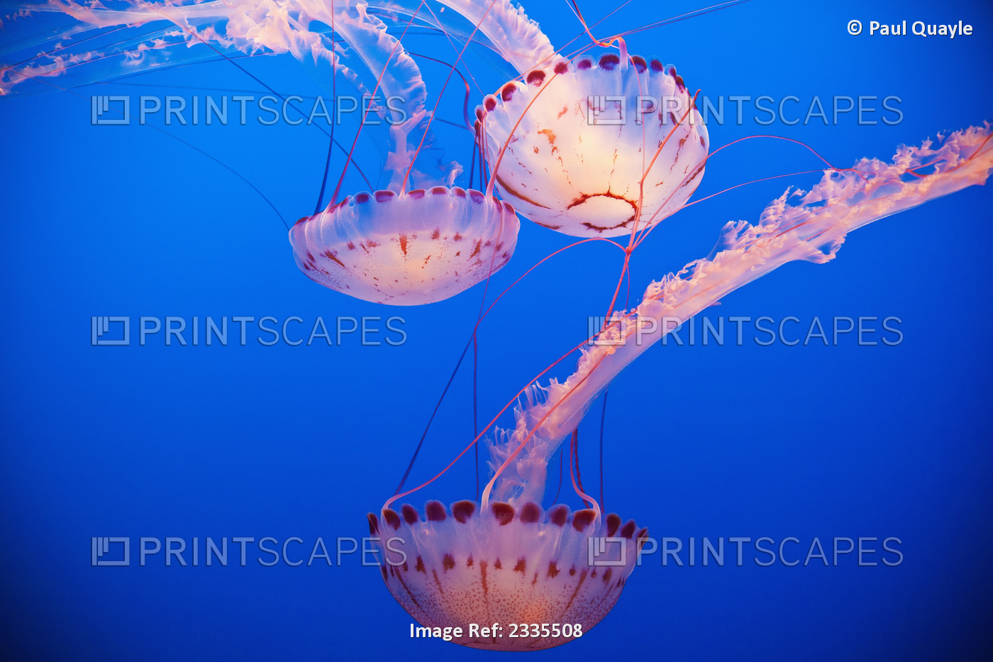 Jellyfish In Aquarium; California, Usa
