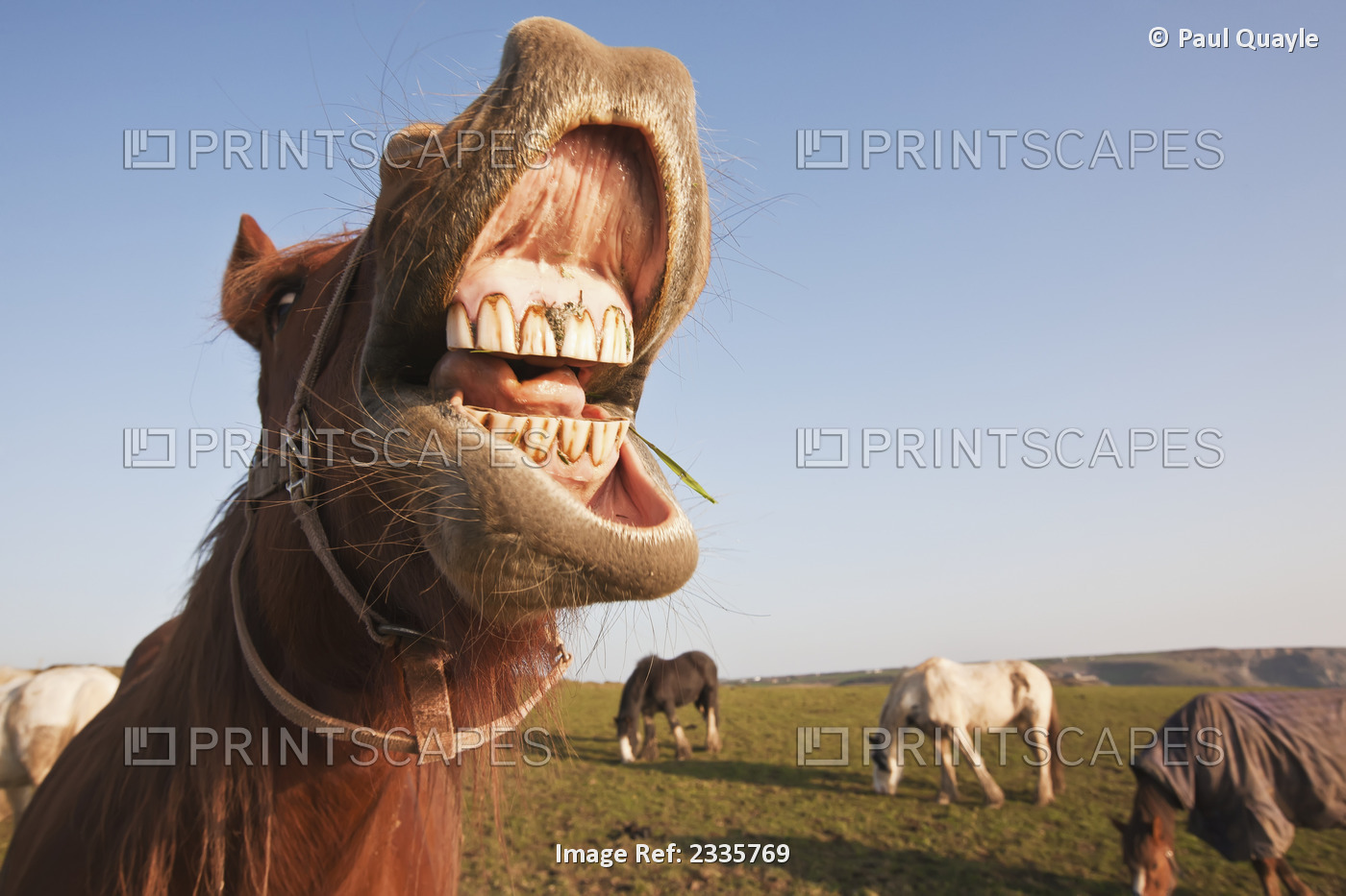 Horses Grazing In Field With Mouth Open; Pembrokeshire Coastal Path, Wales, ...
