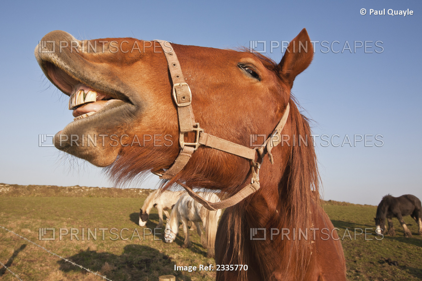 Horses Grazing In Field With Mouth Open; Pembrokeshire Coastal Path, Wales, ...