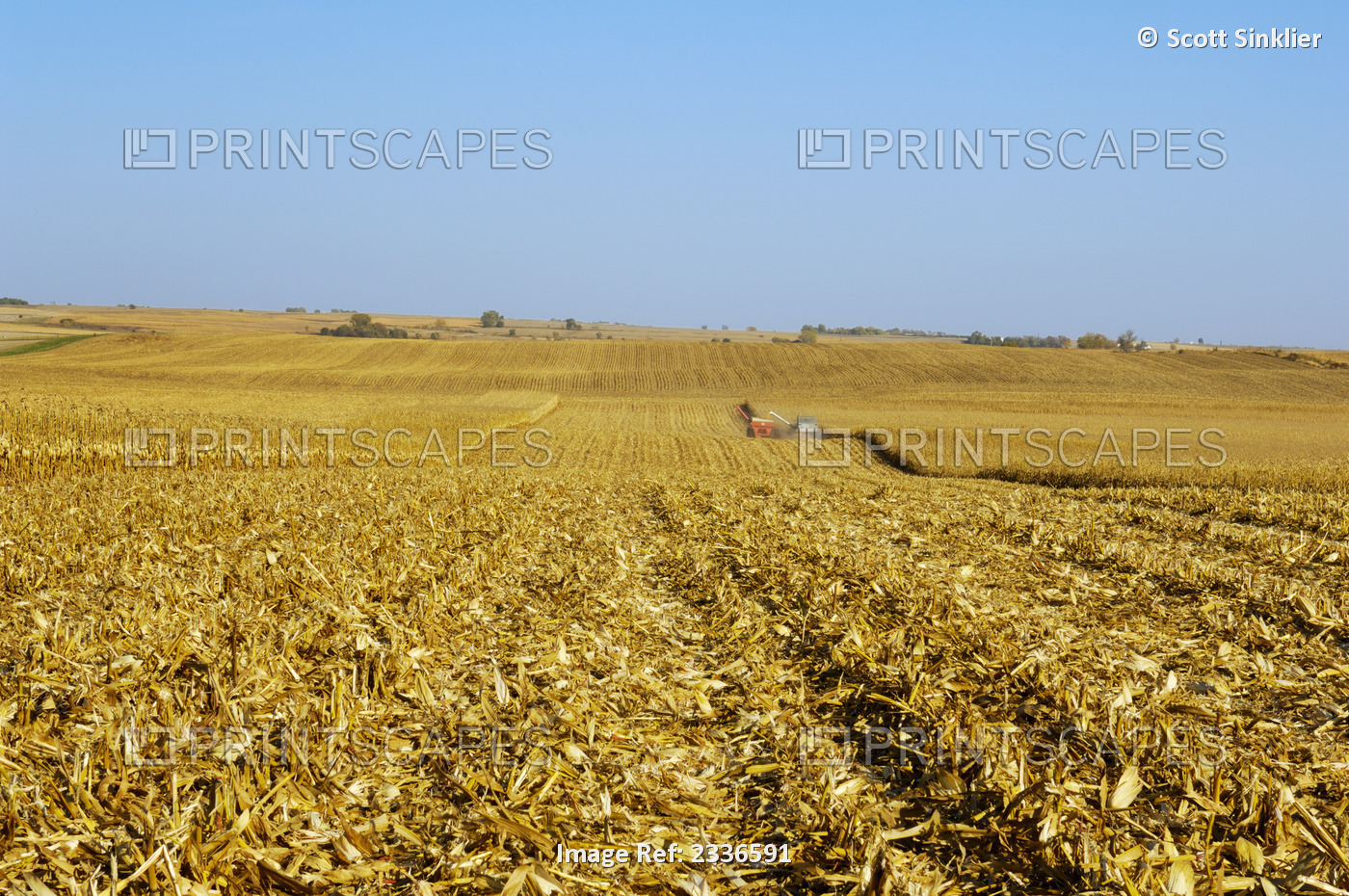 Agriculture - Large rolling grain corn field in process of being harvested in ...