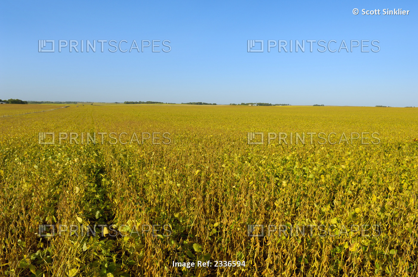 Agriculture - Large field of mature late season soybeans / Central Iowa, USA.