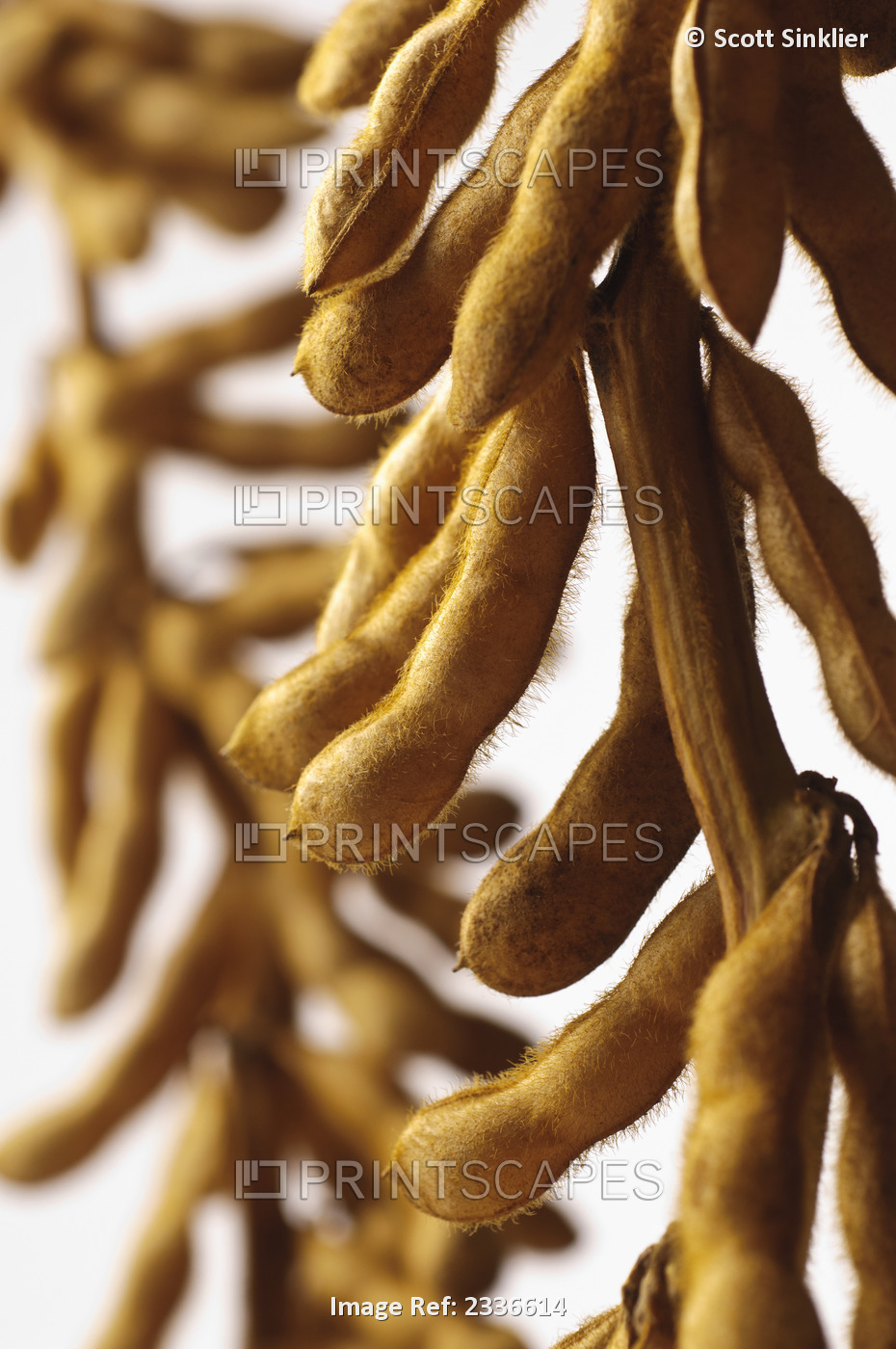 Agriculture - Stalks of mature harvest stage soybeans with large multiple pods ...