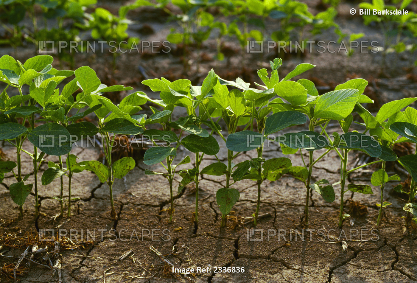 Agriculture - A row of early growth soybean plants / Mississippi, USA.
