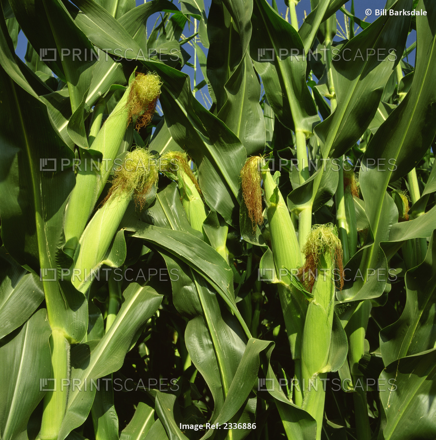 Agriculture - Healthy immature ears of grain corn on the stalk with silks just ...