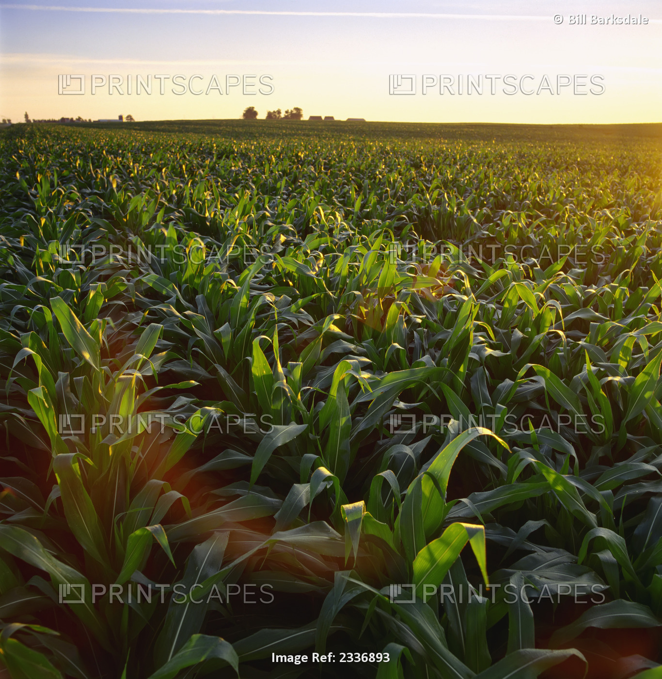 Agriculture - Field of mid growth pre-tassel stage grain corn at sunset with a ...