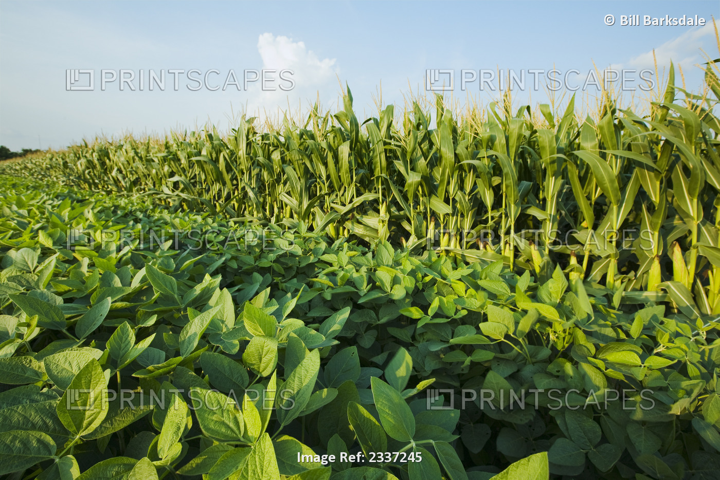 Agriculture - Side-by-side fields of mid growth soybeans on the left and mid ...