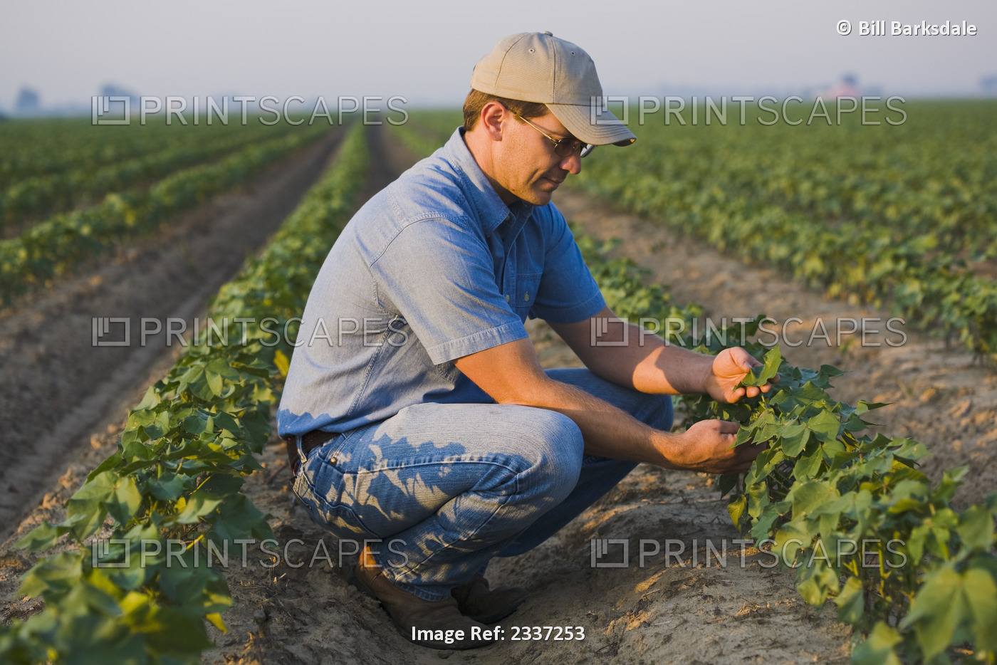 Agriculture - A crop consultant checks an early growth 8-10 leaf stage cotton ...